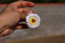 Load image into Gallery viewer, Saguaro Blossom